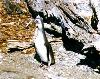 penguin1.jpg (7302 bytes)